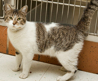 Robert is a one year old cat who is very affectionate, and is looking for a home to call his own.