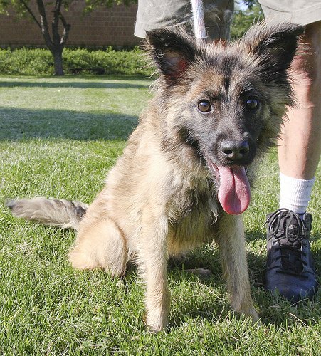 Sparkle is the sweetest little 11 month old Belgian Malinois puppy. Cuddly and sweet, she needs a home and family to call her own. This dog is guaranteed to steal your heart.