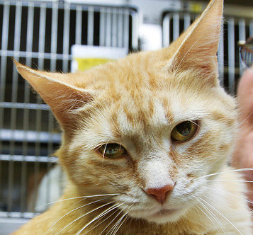 Peaches is pretty two year-old little lady! She is very affectionate and just loves to be loved. Her witty antics has made her a crowd favorite at the shelter.