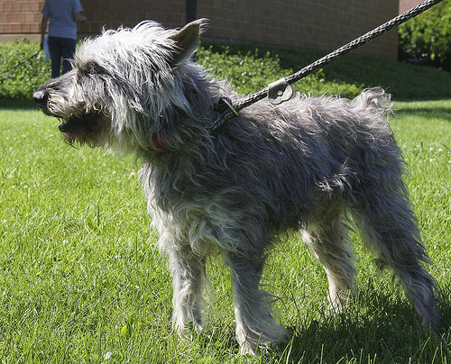 Silver actually appears to be all Schnauzer, just badly in need of some grooming so you can see more of his cute little face underneath all that fur:) He is sweet but somewhat timid and shy at the shelter and would do best in an all adult home. Just a little TLC, love and care would really boost this sweet boy\'s confidence and allow his silver salt &  pepper coat to shine once more.