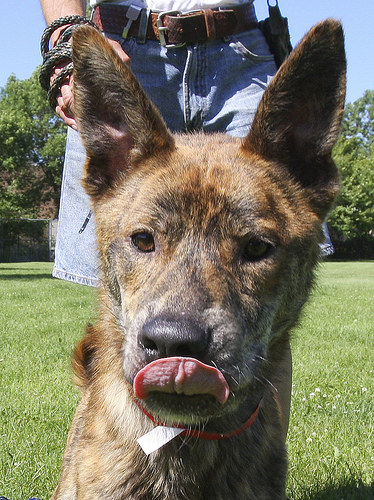 Tigger is a lively happy pup of about a little over a year old, who just loves to play, and wags his tail non-stop! Tigger has the softest fur with just beautiful brindle markings, and a sweet, fun personality to match! This dog would be a great jogging companion.