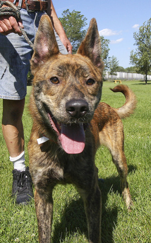 Tigger is a lively happy pup of about a little over a year old, who just loves to play, and wags his tail non-stop! Tigger has the softest fur with just beautiful brindle markings, and a sweet, fun personality to match! This dog would be a great jogging companion.