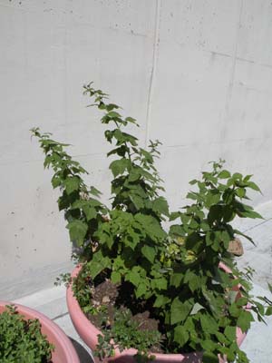 Raspberry plants. Banas said these should be producing fruit next year.