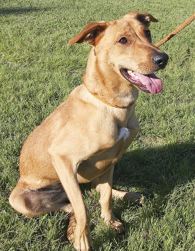Biscuit\'s soft brown eyes and beautiful golden coat make her quite the beauty.!! She is so playful, and cuddly, and she loves everyone! she is sure to make friends wherever she may go. In fact, Biscuit would make a fantastic addition to any family!