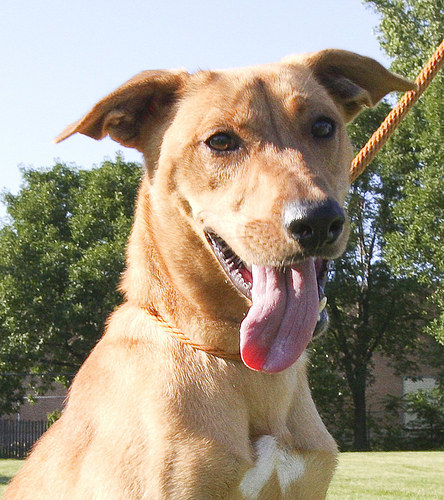 Biscuit\'s soft brown eyes and beautiful golden coat make her quite the beauty.!! She is so playful, and cuddly, and she loves everyone! she is sure to make friends wherever she may go. In fact, Biscuit would make a fantastic addition to any family!