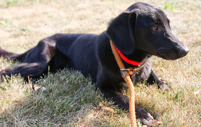 This eight month old lab mix is full of personality and love to give. She is very playful and really wants to get out of the shelter and into a home of her own. She loves a good scratch behind the ears and probably wouldn\'t turn down a belly rub.