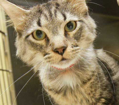 This 1 yr old friendly tabby loves to be in the spotlight. Hunter loves to play with toys, and would be a fun cat for any home.