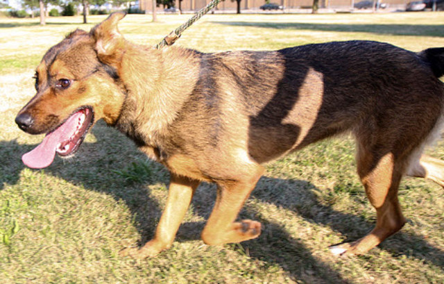 Jade is a 1 1/2 yr old, active German Shepard mix. She is very friendly and loves to meet new people. Jade loves to go on walks, so she would do best with an active family. Unfortunately, she needs to be in a home that doesn\'t have other dogs or cats as pets.