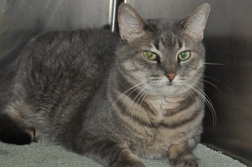 Loquat is quiet and calm, loving and patient. She is the type of gal you want to come home to after a long day at work. She will always be there for you! Wonderful with older children, adults and animals.
