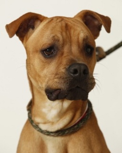 Louis is a good dog, friendly and fun, and he is wonderful on a leash. His stately good looks and expressions always make people smile. Whoever adopts this gem of a pooch will be very lucky indeed!