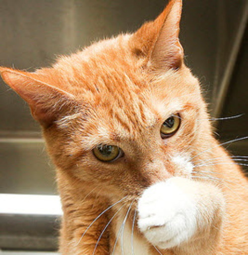 Mikey is a hilarious cat! If you\'re looking for a friend to make you laugh, Mikey is your man. His funny antics has made him a volunteer favorite. He\'s very clean and grooms himself every morning, just to be ready in case someone wants to take him to his new home.