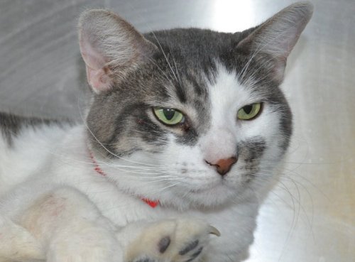 Rose is a sweet five year old. With her sympathetic eyes, she is understanding, patient and loves you even when you don\'t deserve it. ACC staff says she loves everyone.
