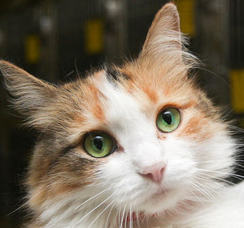 Spice is such a little adorable darling! She loves to take cat naps but will always make time to play with her people.