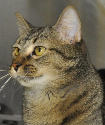 At two years old, this lovable lug of a cat is looking to love and be loved. Calm, gentle, regal and devoted, he wants to live only for your. Like any tabby, he is easy-going and takes everything in stride. Perfect for and adaptable to any home.