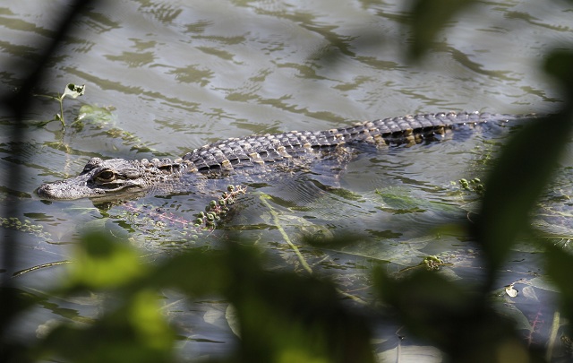 The Chicago River Gator could make a run if he manages to avoid Animal Care & Control.