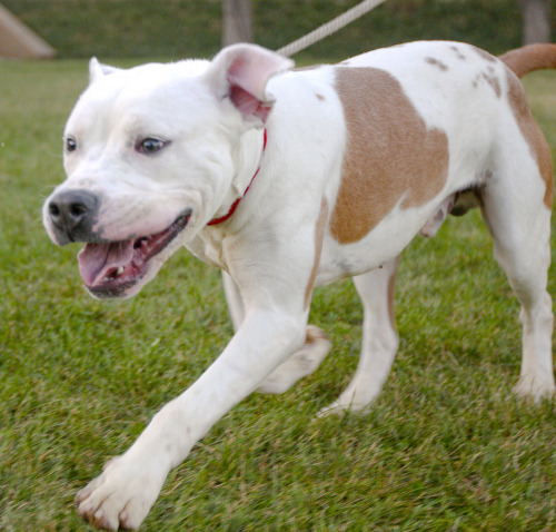 Blake is a handsome, fun, affectionate, and friendly 10 month old American Bulldog pup. He is a curious fellow, with lots of love to share, and would do best in an active home. His personality is so happy go lucky and sweet.
