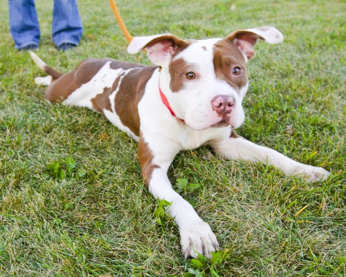 Daisy just could not get any cuter!! Her pink and brown spotted nose attracts a lot of attention and she knows it.. She seriously is just the sweetest little love-bug and bonds quickly with people. If you\'re looking for a best friend, please come meet this sweetheart!