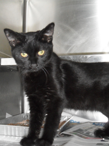Just in time for Halloween, a cat named Spooky. This young Bombay male cat is such a little sweetheart of a kitten. In fact, they were talking about dressing him up as a pumpkin for Halloween! Come and meet Spooky and then go bob for apples together!