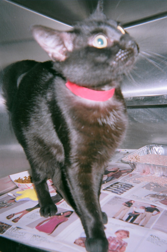 Jordan is a sweet little kitty, who loves to rough house with the other kittens at ACC. He\'d make a great addition to any home that already has cats, and loves to play.