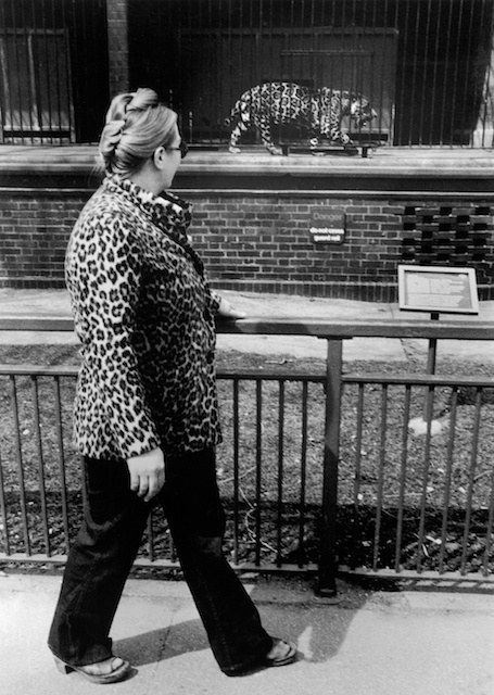 \<strong\>Leopard Coat Ladies\<\/strong\>, circa 1970. The husband of my lovely neighbor Pat begged me to take on his painter-artist wife as a photo student for school credit at the School of the Art Institute where she was enrolled. I agreed and, on the very first day, I drove us to the Lincoln Park Zoo where she loaded her Nikon with my Tri-X and began listening to my spiel about seeing, looking, and thinking. Suddenly, about sixty yards south of our bench, I saw this lady in her tight nylon leopard coat ambling toward us. I grabbed Pat\'s camera and ran to a position on the walk near the leopard\'s cage and in five seconds had made the frame you see and several others. I apologized to Pat for the grab, explaining if I had stopped to teach her what to do the picture would have been gone. This picture has been very popular with my collectors since I used it as the cover of my \<i\>Animals\<\/i\> book, which still sells briskly at Titles in Highland Park, my wife\'s rare book shop.