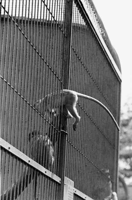 The picture of a monkey leaving freedom to re-enter her cage came on another day. I was ambulating amongst the cages with my five kids when we saw the above! Harmon sought out a keeper and learned that the bonnet monkey could live either outside or inside the cage until he/she was a year old- and the head became too big to pass through the bars in either direction. Thus they were faced with a choice: Go on living outside the cage and be prey to cats and dogs and other free lance interlopers at the Zoo---OR  wriggle in one last time and partake of benefits like easy sex, water, food and medical care- Keepercare.\r\nNelson Algren gave a print of this picture to Simone de Beauvoir as a simulacrum of her life with his rival for her afflictions: Sartre. It was a couple of years before Madame\'s books began to make money, so she was not amused to have her dependence tweaked by her resident tweaker. But Sartre, according to Nelson, loved it and had it on his apartment wall for a while. \"Yes,\" he would joke, \"It\'s Simone living well off me.\" The monkey opting for captivity and its perks. Some classy monkey!\r\n