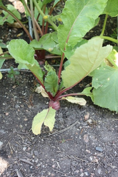 Beets, pushing their way out of the ground.
