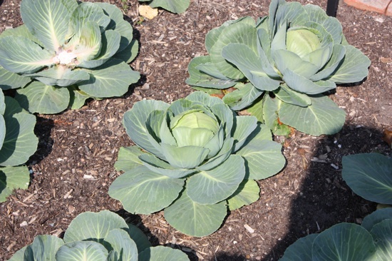 Cabbages, almost ready for harvest.