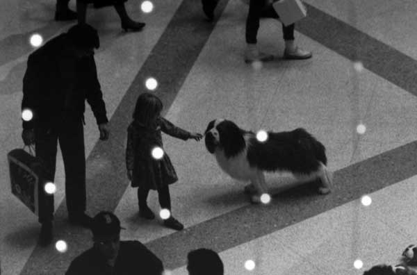 Through Christmas lights lost to all but lens and memory, a brave kindergartner tests for herself whether the life-like Spaniel just standing there is really a fake. [Image Credit: Art Shay]