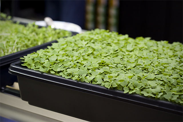 Baby arugula, after about one week of growth in B&G\'s special soilless beds. David Ittel says that, in terms of flavor and nutritional value, arugula at this stage of growth is ideal for eating.