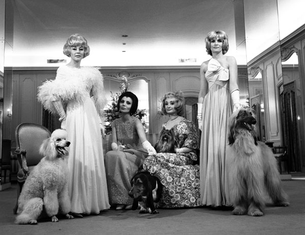 These lovely, philanthropic Chicago society ladies gathered one day in the 60s so that I could photograph them for Life Magazine, which loved society ladies , dogs , cats, and Republican candidates for anything. But , except for bathing beauties and errant movie ladies, there had to be a gimmick. My gimmick was: these rich, attractive pet owners all had long hair and dogs with long hair, and Chicago\'s top hair-dressers, to boot. What would it take for the beauticians to sculpt each lady\'s head with the same hair-do they foisted on the four legged bitches? Proceeds to go to homeless pet shelters? Whatever it was it wasn\'t enough. The editors feared they\'d get tagged for starting a quixotic trend. Who knows what the gorgeous poodle (left) and the haughty Afghan (right) were thinking? My favorite was the second lady from the right and her hirsute schnauzer or whatever . She\'s become a big real estate power and is in fact a good friend\'s kindly studio landlady. (Â© Art Shay)