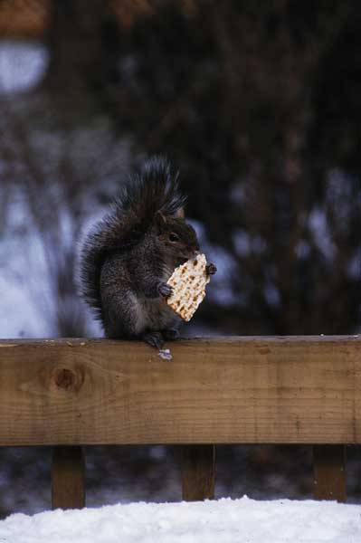 Animals aren\'t concerned about our religion and morality. They try to adapt to our customs and mimic some of them. I like to imagine this Jewish squirrel merely enjoying his matzoh, not making mother jokes if he becomes a stand-up comedian. I hope he lives at peace with his foreign neighbors. If not, not. (Â© Art Shay)