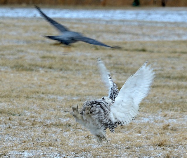 Snowy Owl Holds Its Own In Duel With Peregrine Falcon On Chicago's ...