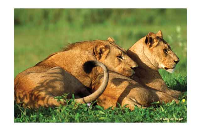 A pride of Namibian lady lions between courses.\r\n