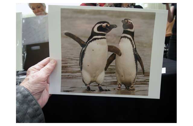 A couple of Lewis\'s Anarctic friends manage to dance together for his medium telephoto, a picture soon to hang on a Loop office wall, proceeds going to the Himalayan Cataract project.\r\n