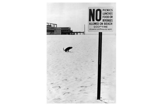 In 1975 I wandered away from shooting the AMA convention in the Atlantic City Convention Center to look at the nearby ocean. There, in plain sight was this illiterate pooch not picknicking  or lunching- but somehow we both got  shooed away for breaking some unwritten law or other.\r\n