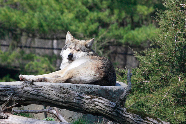 Brookfield Zoo Mexican gray wolf