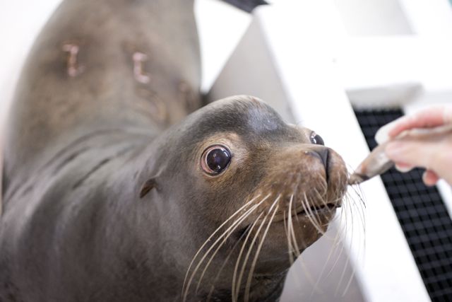 Five-year-old Tanner was caught eating \"illegal\" salmon near the Bonneville Dam. The Shedd rescued him from death row in the Pacific Northwest.