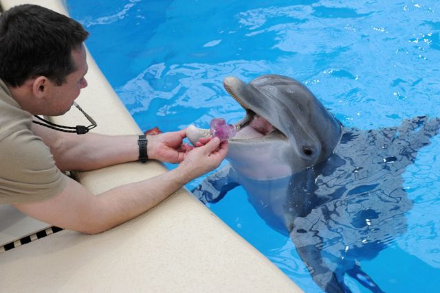 Mark Gonka, a lead keeper for the Chicago Zoological Society offers a heart-shaped ice treat to Tapeko, one of Brookfield Zooâs bottlenose dolphins. Photo Credit: Jim Schulz/Chicago Zoological Society