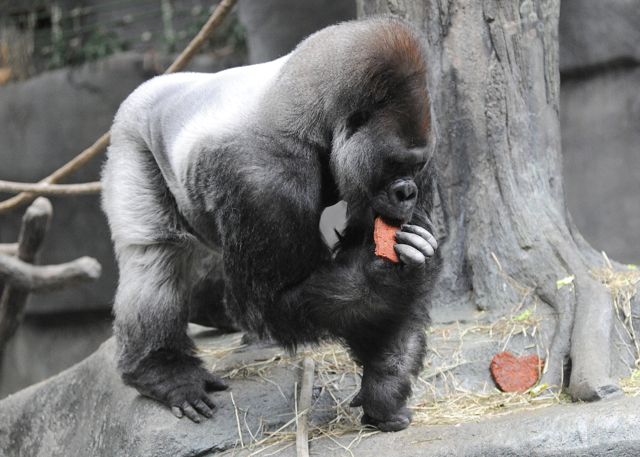 oJo, a 32-year-old western lowland gorilla at Brookfield Zoo, enjoys a heart-shaped treat for Valentineâs Day. The nutritious cookies are made of ground primate biscuit, oatmeal, bananas, raisins, and peanut butter. Credit: Jim Schulz/Chicago Zoological Society