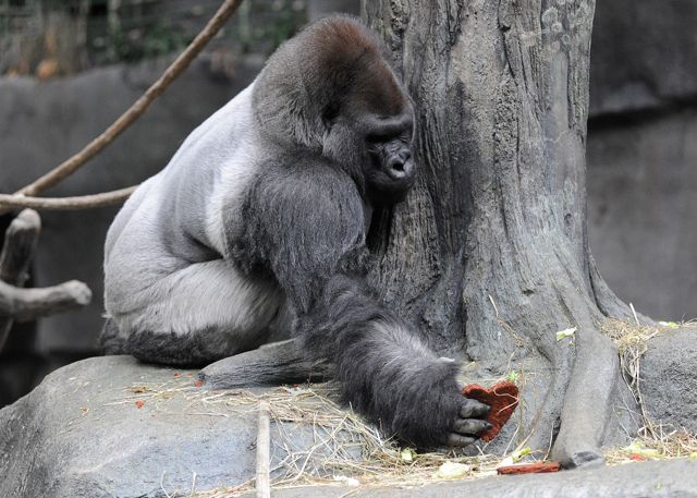 oJo, a 32-year-old western lowland gorilla at Brookfield Zoo, enjoys a heart-shaped treat for Valentineâs Day. The nutritious cookies are made of ground primate biscuit, oatmeal, bananas, raisins, and peanut butter. Credit: Jim Schulz/Chicago Zoological Society