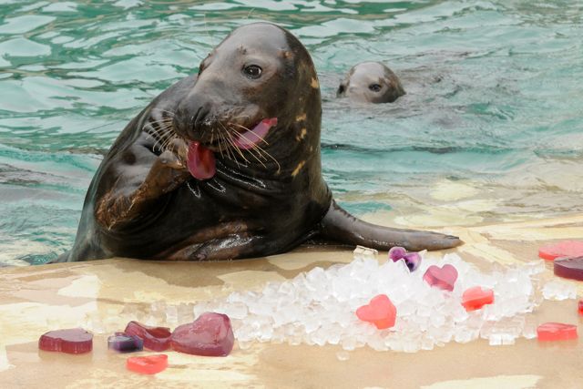 Boone, a 9-year-old grey seal at Brookfield Zoo, eyes his heart-shaped ice treats. Credit: Jim Schulz/Chicago Zoological Society