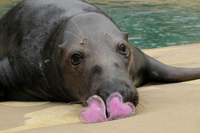 Boone, a 9-year-old grey seal at Brookfield Zoo, eyes his heart-shaped ice treats. Credit: Jim Schulz/Chicago Zoological Society
