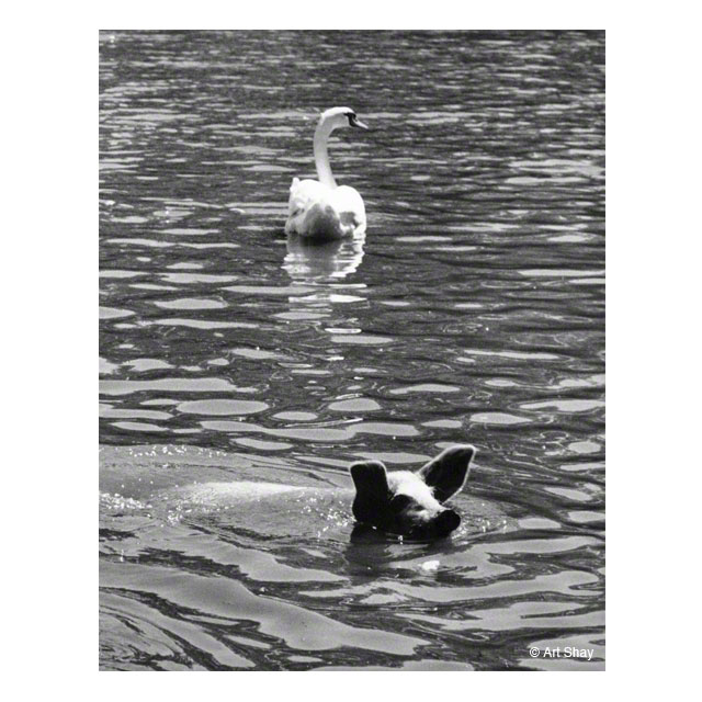 My pal Algren lived in a lakeside hovel at Miller Beach and one day called to say he had a \<em\>Life\<\/em\> story for me. His preamble: \"I\'m sure you -and the editors -know that swans mate for life. Well this swan &mdash; Shirley by name &mdash; was bereft on a neighbor\'s farm lake a few hay ricks down by of all things a stray, most likely malign, teen-aged archer. The kid shot the fucking male swan in the throat and it died, leaving the wife pig distraught, my farmer friends judged. Well suddenly they thought of Melvin, their male pig, who was so far mateless ... and set up a cautious meeting with Shirley the Swan. One thing led to another (feed pellets, kernels of corn, etc.) and  Pelham, the Pig, became Shirley\'s suitor, swimming like a swan as best he could. Nelson asked gingerly if push had yetcome to shove; he wanted all the details for Simone de Beauvoir, who of course was rooting for an historic inter-species fuck that she could boast of to Sartre, to whom she reported faithfully, if that\'s not stretching the word-three times a day by post. And, as Nelson liked to point out, in an impossible language like French. Anyway, that\'s how Pelham and Shirley swam into my ken.