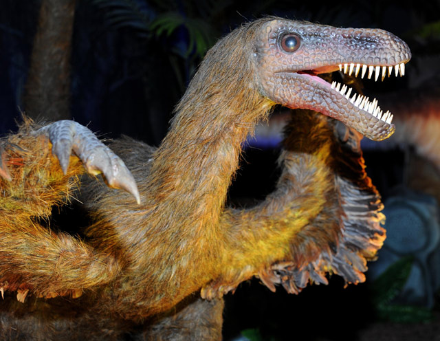 Sinosauropteryz at Brookfield Zoo\'s \"Dinosaurs Alive\" exhibit.